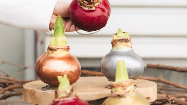 18 Summer Blooming Bulbs You Can Plant in June