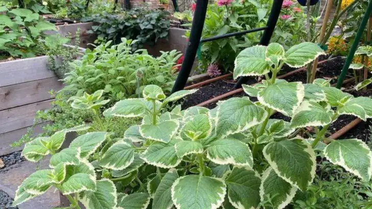 18 Summer Herbs That Boost Immunity and Flavor Your Meals