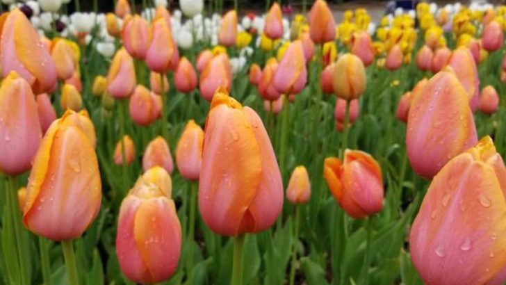 18 Surprising Secrets Hiding Inside Your Favorite Tulips