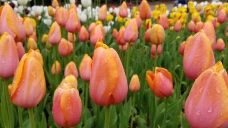 18 Surprising Secrets Hiding Inside Your Favorite Tulips