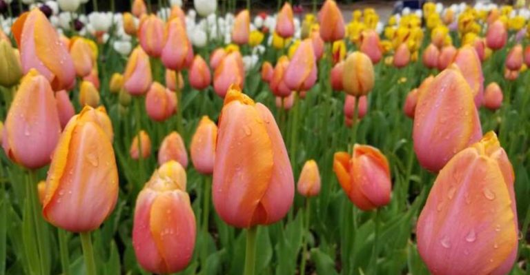 18 Surprising Secrets Hiding Inside Your Favorite Tulips