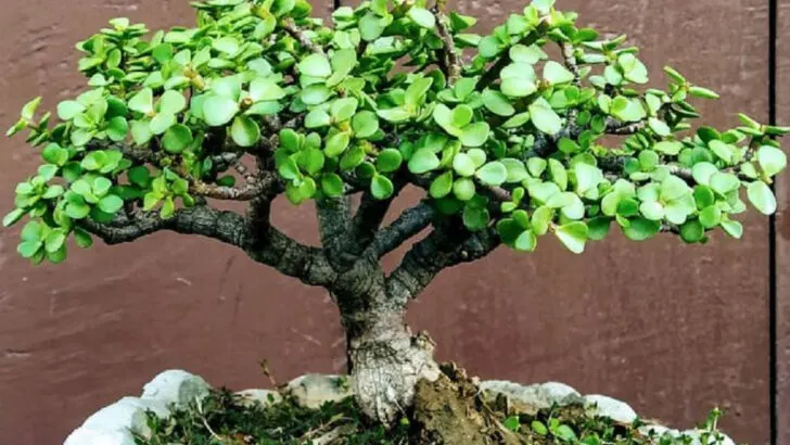 18 Unkillable Plants for People Who Travel Constantly (Or Forget to Water)