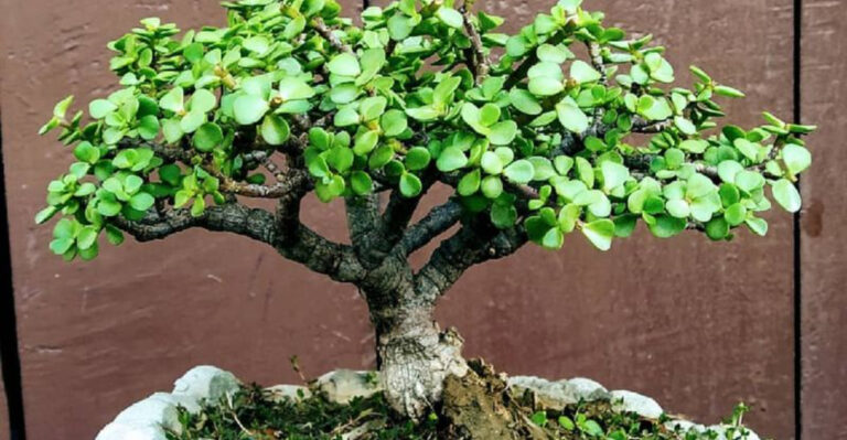 18 Unkillable Plants for People Who Travel Constantly (Or Forget to Water)