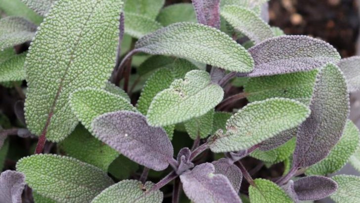 18 Unusual Herbs That Deserve a Spot in Your Garden