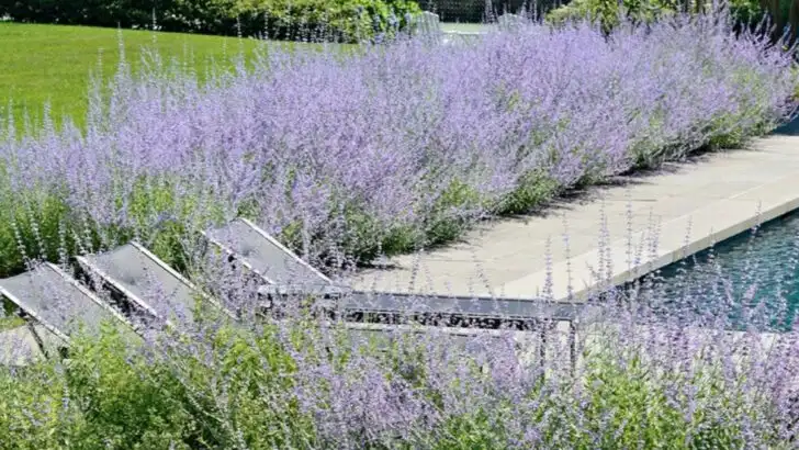 18 Vibrant Flowers That Make Your Garden Pop Without Daily Care