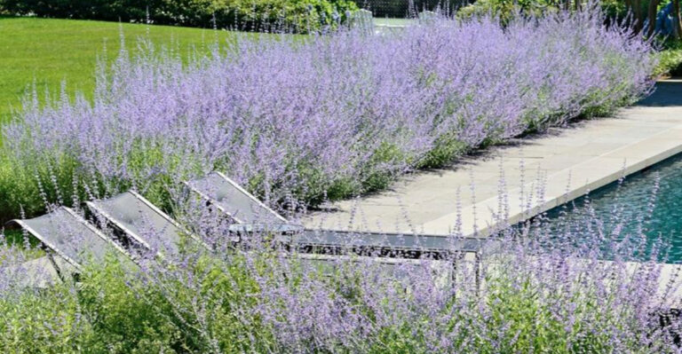 18 Vibrant Flowers That Make Your Garden Pop Without Daily Care