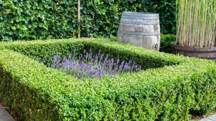 18 Ways to Build a Living Fence That’s Prettier Than Any Wall