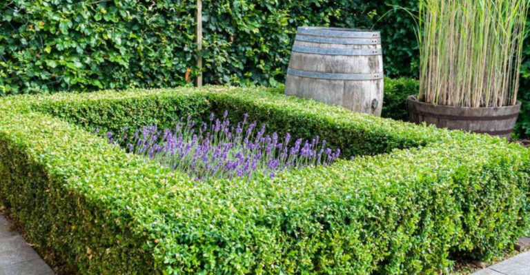 18 Ways to Build a Living Fence That’s Prettier Than Any Wall