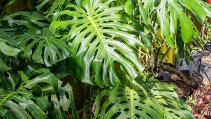 18 Ways to Keep Plants Cool in Extreme Heat Without Buying Anything