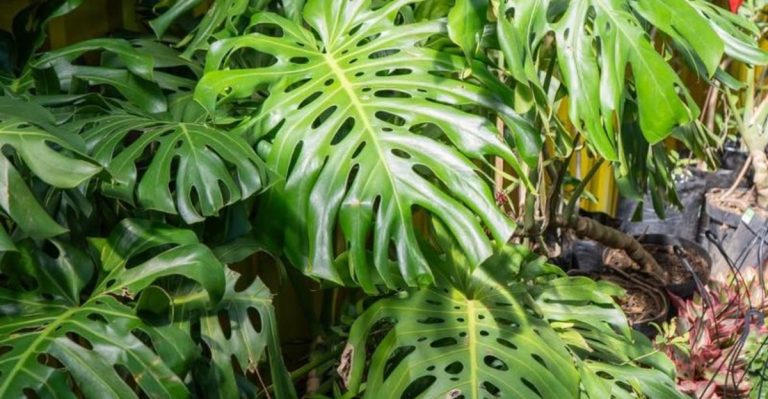 18 Ways to Keep Plants Cool in Extreme Heat Without Buying Anything
