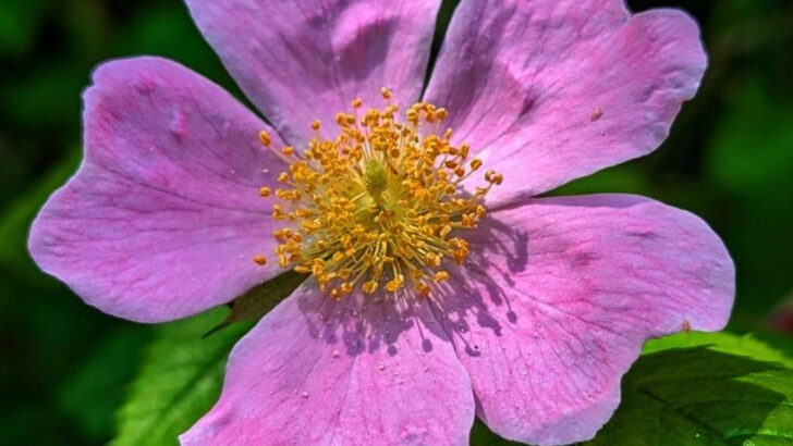 18 Wild Plants That Are Better Than Anything You’ll Find at the Garden Center