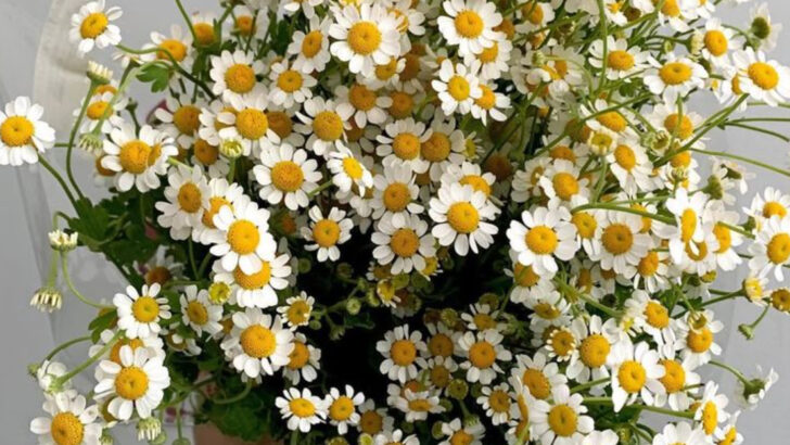 18 Wildflowers That Are Legal to Pick—And Look Incredible in Bouquets