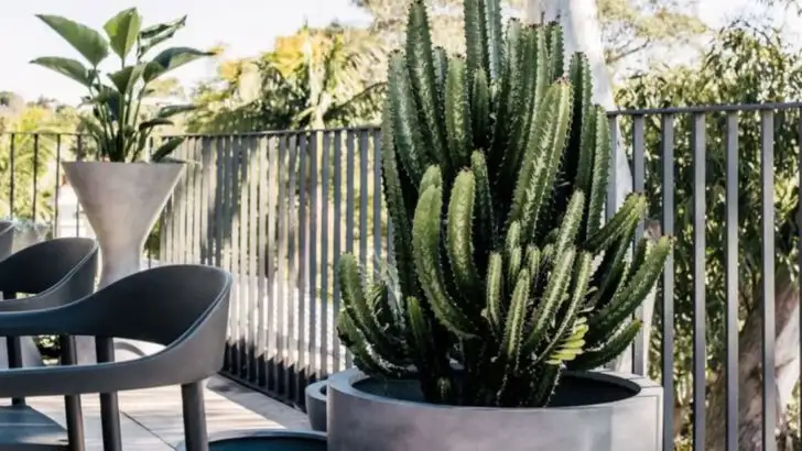 19 Balcony Plants That Won’t Die If You Forget to Water Them
