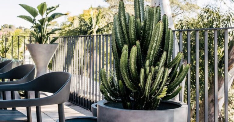 19 Balcony Plants That Won’t Die If You Forget to Water Them