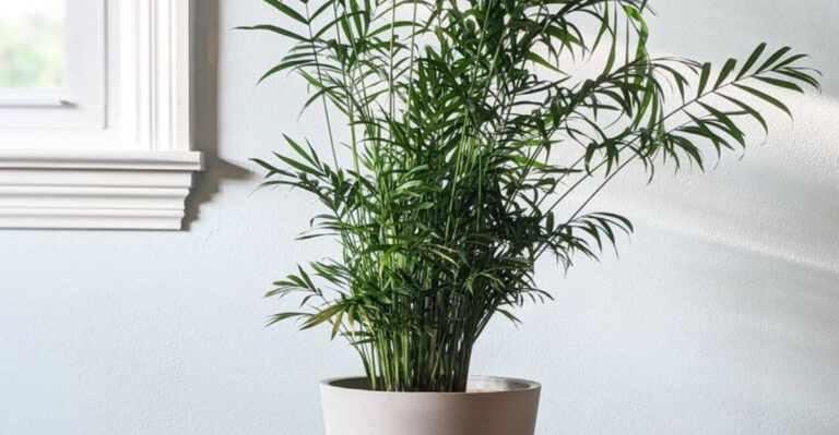 19 Beautiful Plants That Also Keep Your Pets Safe and Happy