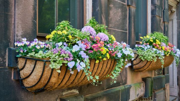 19 Beautiful Ways to Grow Flowers Without Using a Single Pot