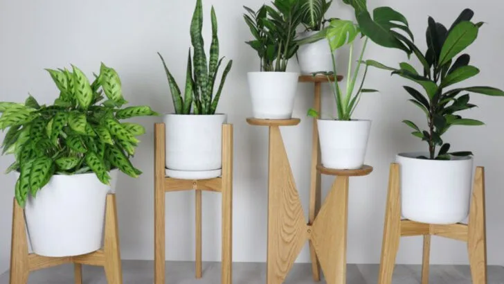 19 Creative Plant Display Ideas That Turn Any Room into a Green Oasis
