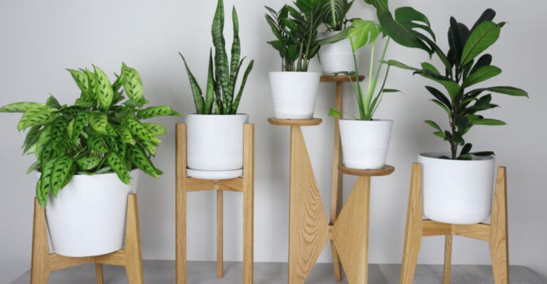19 Creative Plant Display Ideas That Turn Any Room into a Green Oasis