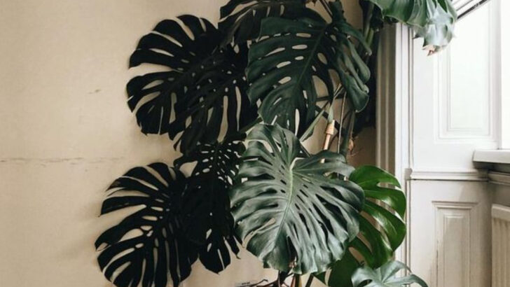 19 Effortless Air-Rooting Houseplants for Beginners