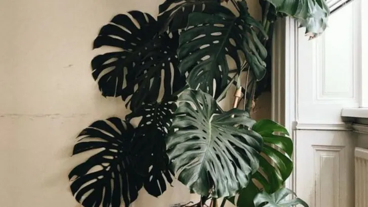 19 Effortless Air-Rooting Houseplants for Beginners