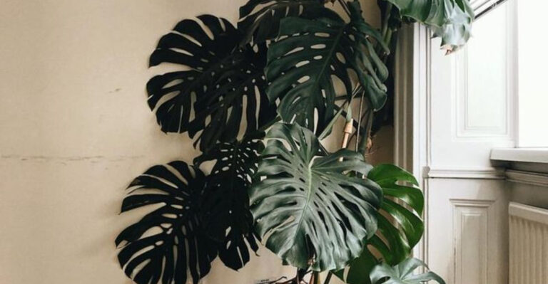 19 Effortless Air-Rooting Houseplants for Beginners