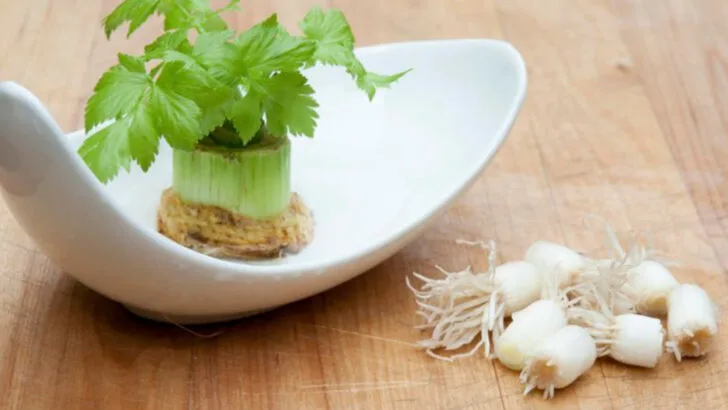 19 Everyday Kitchen Scraps That Turn Into Gorgeous Plants