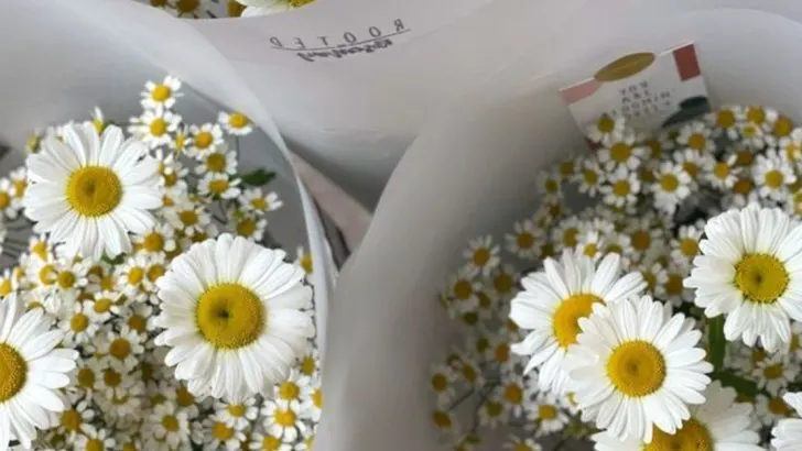 19 Fascinating Facts About Daisies That Prove They’re Not as Basic as They Look