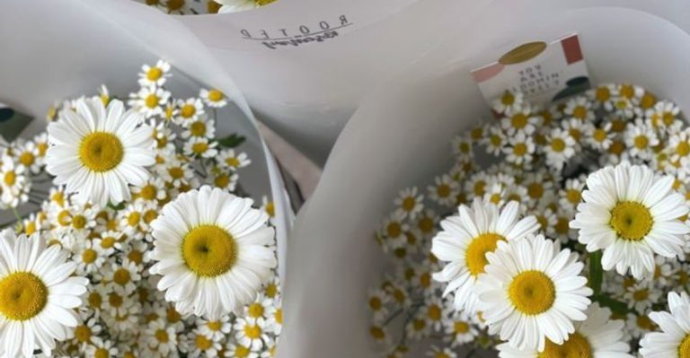 19 Fascinating Facts About Daisies That Prove They’re Not as Basic as They Look