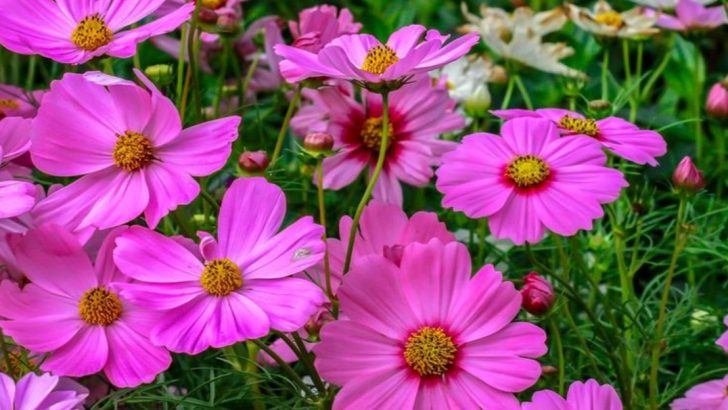 19 Fast-Growing Annuals to Fill Bare Borders in a Month