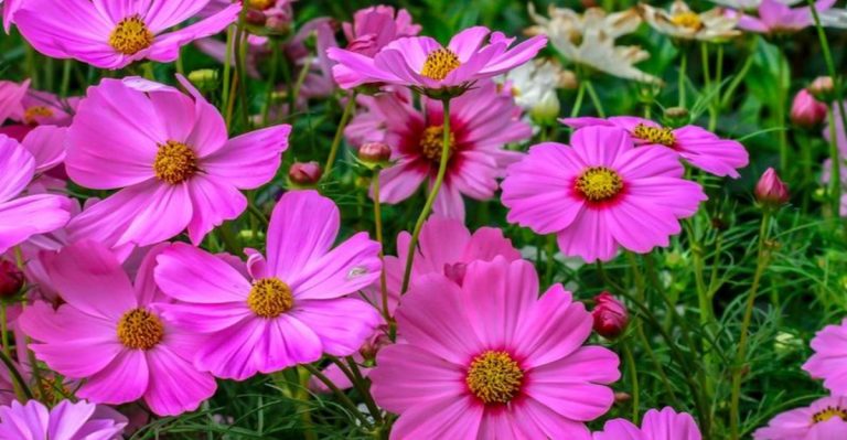 19 Fast-Growing Annuals to Fill Bare Borders in a Month