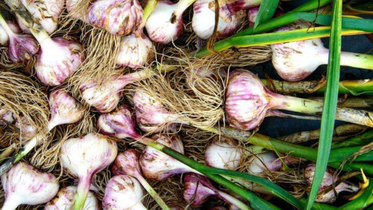 19 Garden Plants That Cost Nothing Because They Regrow from Kitchen Scraps