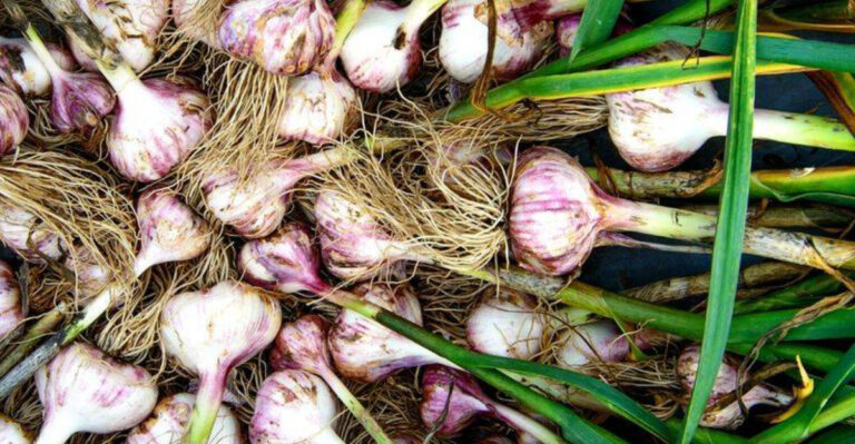 19 Garden Plants That Cost Nothing Because They Regrow from Kitchen Scraps