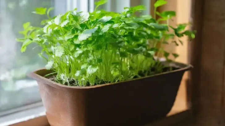 19 Herbs That Heal, Smell Good, and Grow Like Weeds on Any Windowsill