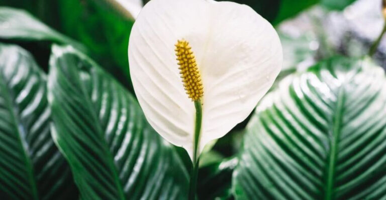 19 Indoor Plants That Look Great in Small Spaces (No Styling Skills Needed)