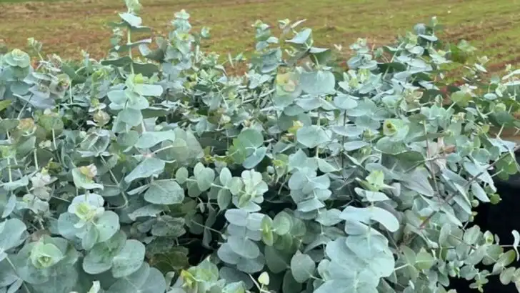 19 Natural Scents That Keep Garden Thieves (Both Human and Animal) Away