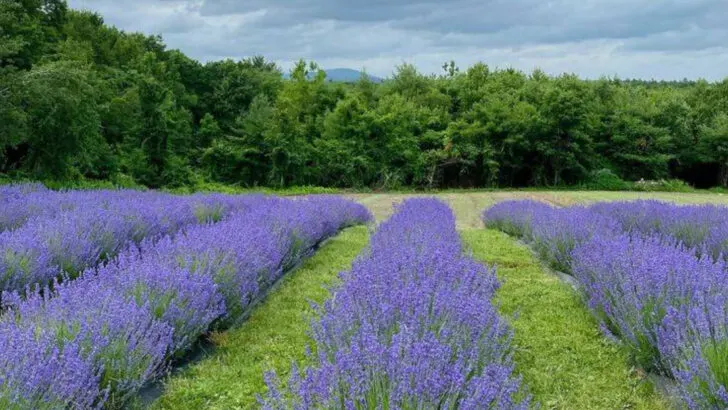 19 No-Fuss Summer Plants for Busy Americans Who Still Want Color