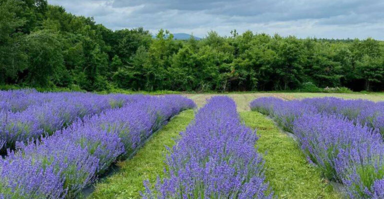 19 No-Fuss Summer Plants for Busy Americans Who Still Want Color