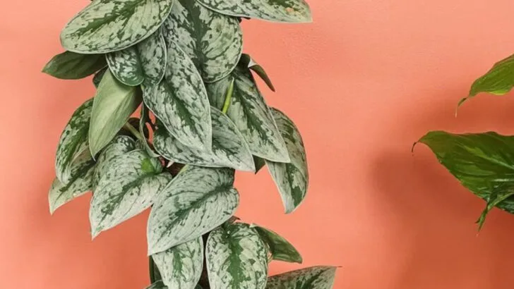 19 Outdoor Lighting Tricks You Can Pull Off with Only Plants