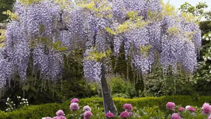 19 Plants That Change Shape and Size With the Seasons (Nature’s Magic)