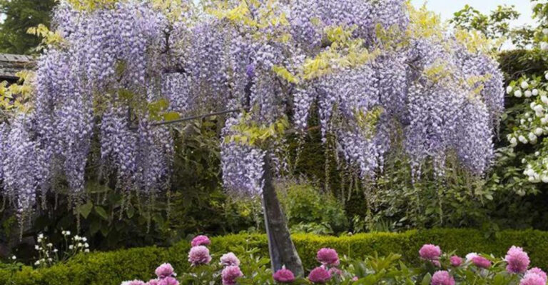 19 Plants That Change Shape and Size With the Seasons (Nature’s Magic)