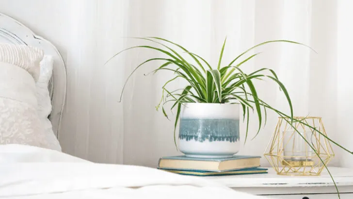 15 Plants That Help You Sleep Better and Feel More Relaxed