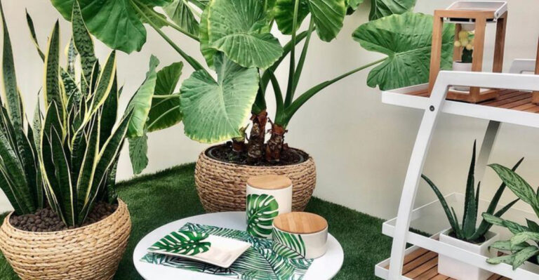 19 Plants That Make Small Gardens Feel Like Tropical Retreats