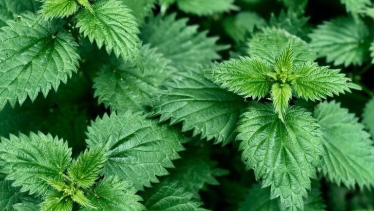 19 Plants That Used to Be Weeds (But Are Now Fancy Houseplants)