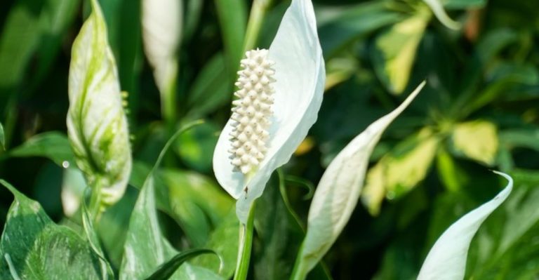 19 Plants You Can Forget About for a Week (And They’ll Still Look Amazing)