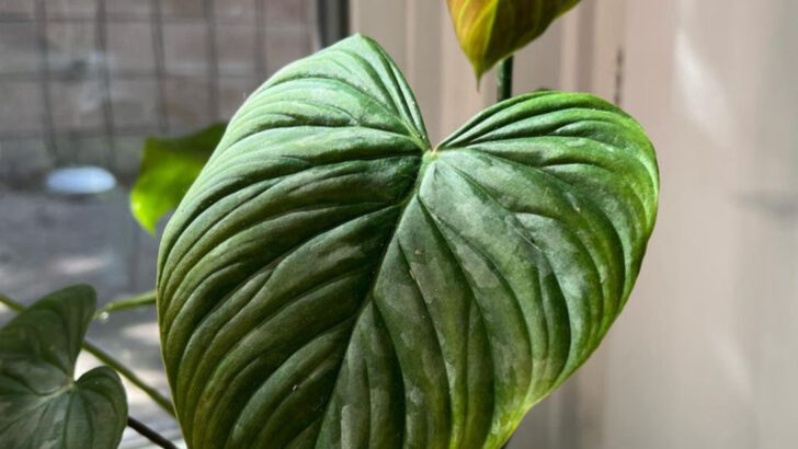 19 Smart Plants That Tell You When They’re Thirsty (And Bounce Right Back)