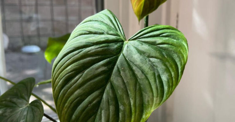 19 Smart Plants That Tell You When They’re Thirsty (And Bounce Right Back)