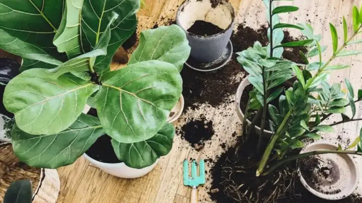 19 Things Every Plant Lover Wishes They Knew Sooner