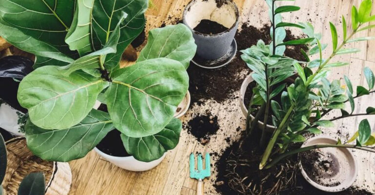 19 Things Every Plant Lover Wishes They Knew Sooner