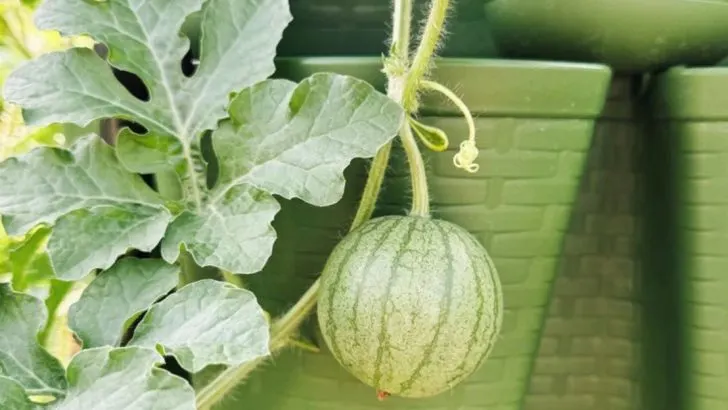 19 Things You Can Grow Vertically to Save Serious Space