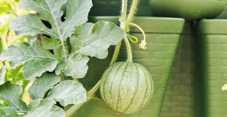 19 Things You Can Grow Vertically to Save Serious Space